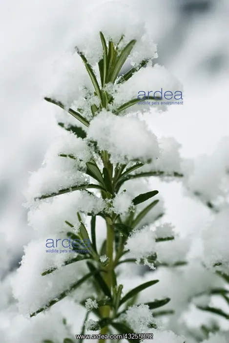 : Rosemary, Rosmarinus officinalis : Rosemary, Rosmarinus officinalis