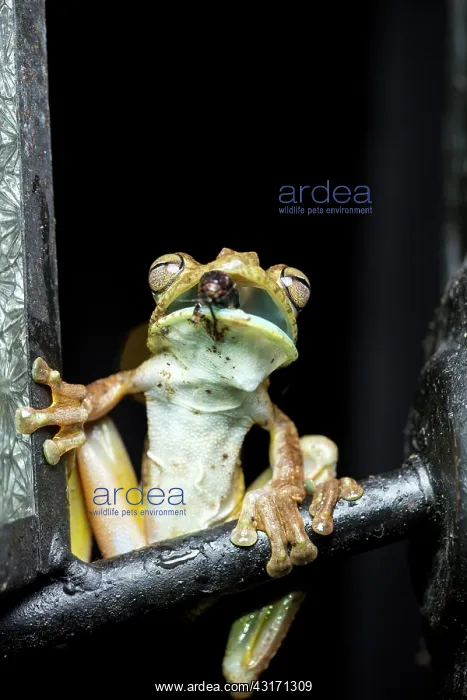 : Rosenberges tree frog (Hypsiboas rosenbergi) eating : Rosenberges tree frog (Hypsiboas rosenbergi) eating