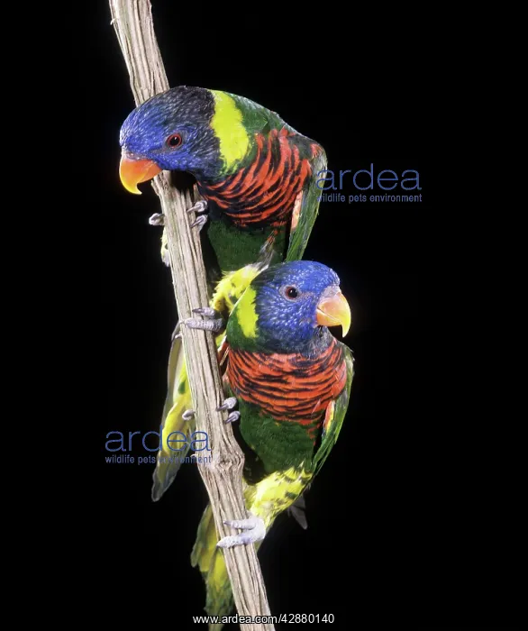 : Rosenberg's Lorikeet : Rosenberg's Lorikeet