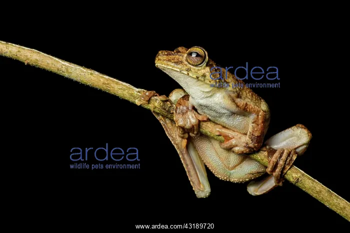 : Rosenberg's tree frog (Hypsiboas rosenbergi), Choco : Rosenberg's tree frog (Hypsiboas rosenbergi), Choco