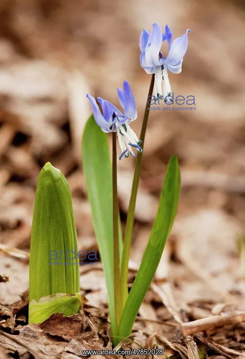 : Rosen's Squill - high in the Lesser Caucasus : Rosen's Squill - high in the Lesser Caucasus