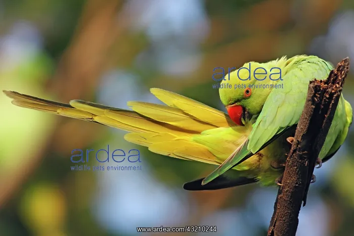 : Roseringed Parakeet preening, Keoladeo National : Roseringed Parakeet preening, Keoladeo National