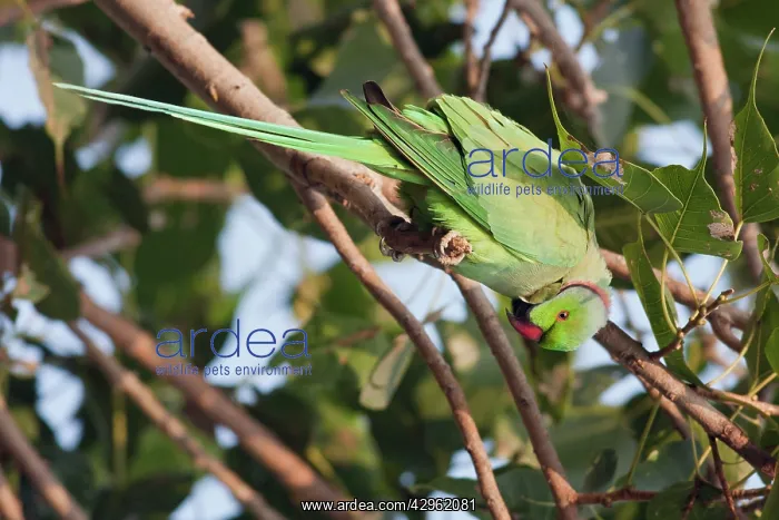 : Roseringed / Ring-necked Parakeet : Roseringed / Ring-necked Parakeet