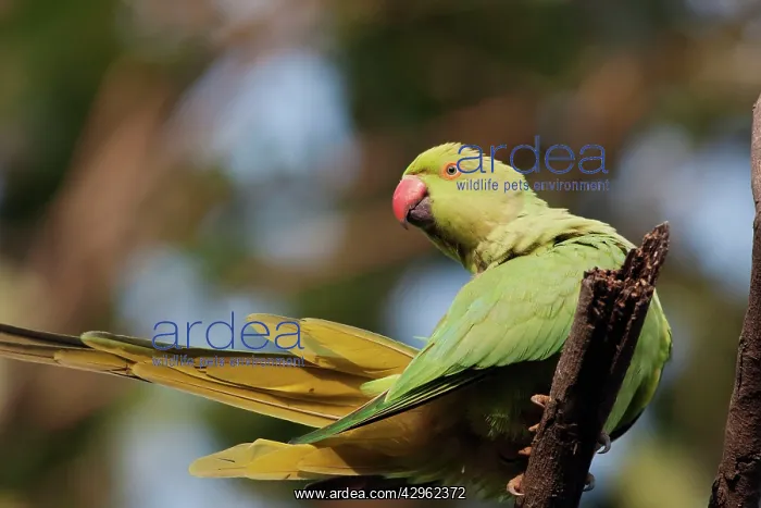 : Roseringed / Ring-necked Parakeet : Roseringed / Ring-necked Parakeet