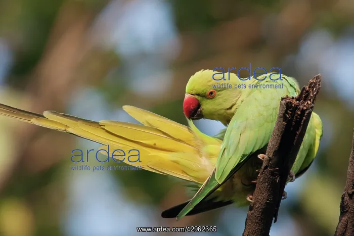 : Roseringed / Ring-necked Parakeet - preening : Roseringed / Ring-necked Parakeet - preening