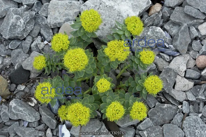 : Roseroot in flower - on coastal limestone : Roseroot in flower - on coastal limestone