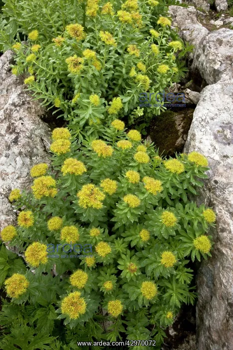 : Roseroot - large clumps in flower : Roseroot - large clumps in flower