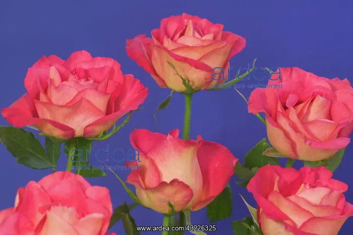: Roses with a backdrop of blue - Sammamish : Roses with a backdrop of blue - Sammamish