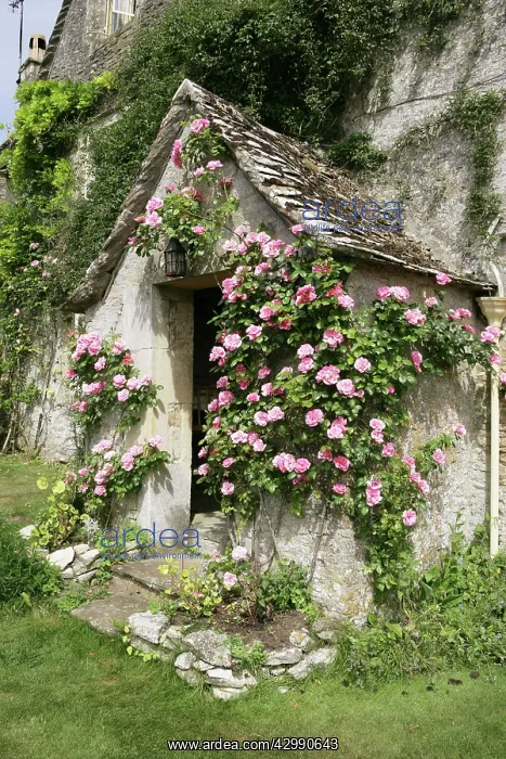 : Roses around a doorway of a farm house in the cotswold at th : Roses around a doorway of a farm house in the cotswold at th