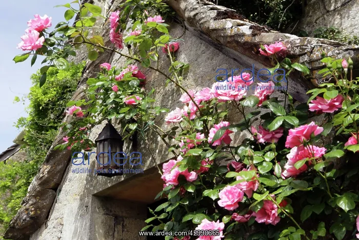 : Roses around a doorway of a farm house in the cotswold at th : Roses around a doorway of a farm house in the cotswold at th