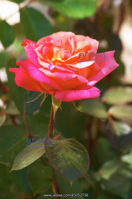 : Roses in the garden, in frose red and yellow : Roses in the garden, in frose red and yellow