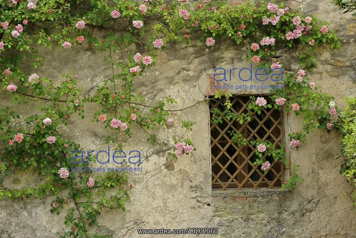 : Roses on old stone wall, Tuscany, Italy : Roses on old stone wall, Tuscany, Italy