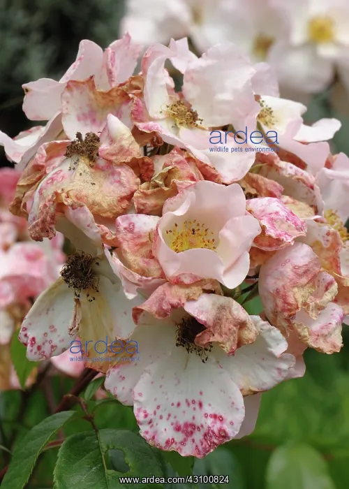 : Roses Spotted by Gray Mold : Roses Spotted by Gray Mold