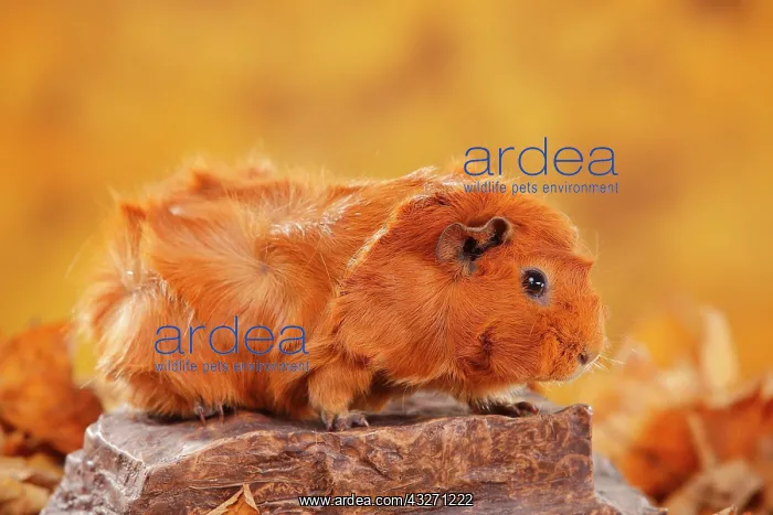 : Rosette guinea pig on stone, red, autumnal : Rosette guinea pig on stone, red, autumnal