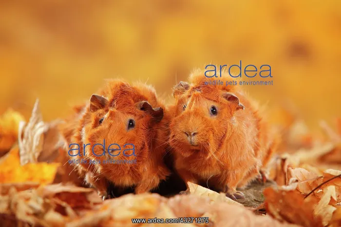 : Two rosette guinea pigs in autumn leaves, red, autumnal : Two rosette guinea pigs in autumn leaves, red, autumnal