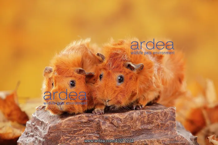 : Two rosette guinea pigs on stone, red, autumnal : Two rosette guinea pigs on stone, red, autumnal