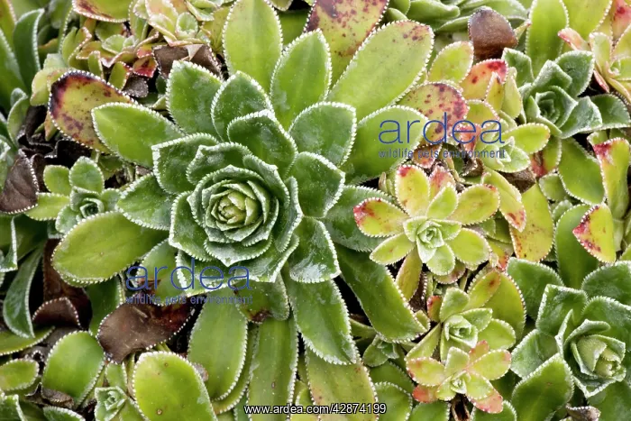 : Rosette of livelong saxifrage : Rosette of livelong saxifrage