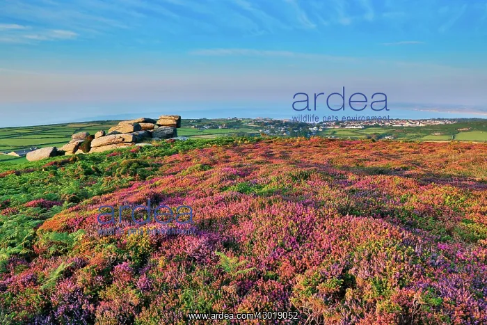 : Rosewall Hill view looking towards St Ives : Rosewall Hill view looking towards St Ives