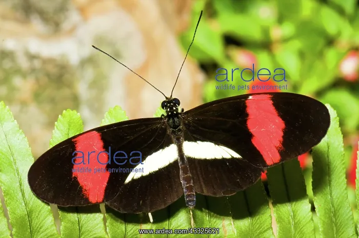 : Rosina Butterfly : Rosina Butterfly