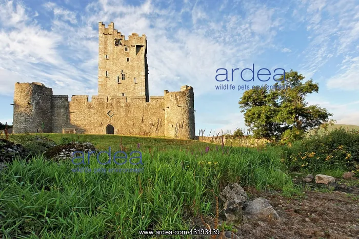 : Ross castle at the Lough Lane, Killarney National : Ross castle at the Lough Lane, Killarney National