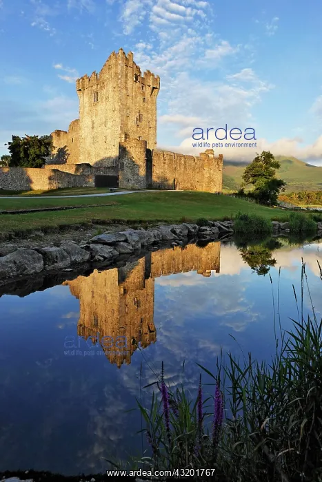 : Ross castle at the Lough Lane, Killarney National : Ross castle at the Lough Lane, Killarney National