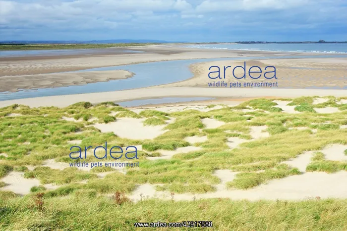 : Ross Sands - view from coast at Budle Bay, northwards : Ross Sands - view from coast at Budle Bay, northwards