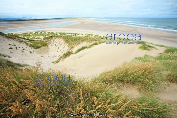 : Ross Sands - view from coast at Budle Bay, northwards : Ross Sands - view from coast at Budle Bay, northwards