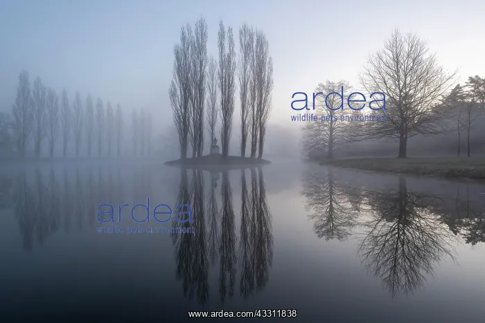 : Rosseau Island in the morning mist, Dessau-Worlitzer : Rosseau Island in the morning mist, Dessau-Worlitzer