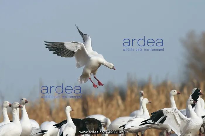 : Ross's Goose : Ross's Goose
