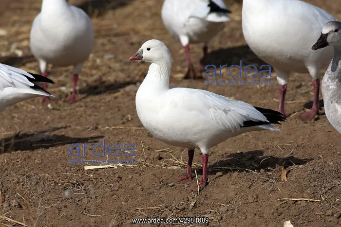 : Ross's Goose : Ross's Goose