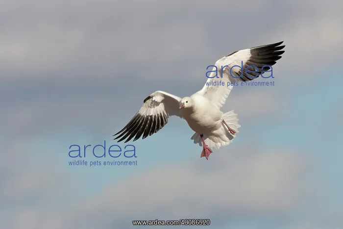 : Ross's Goose : Ross's Goose