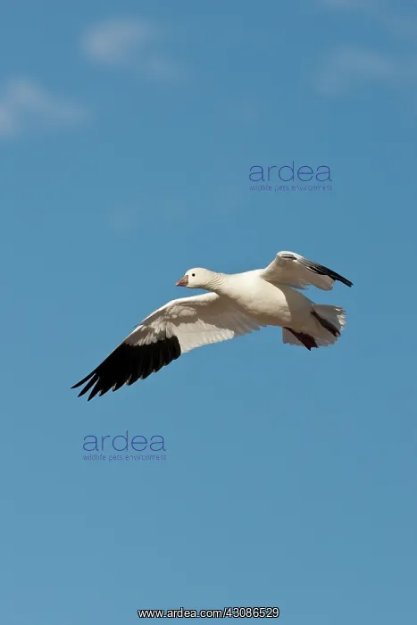 : Ross's Goose : Ross's Goose