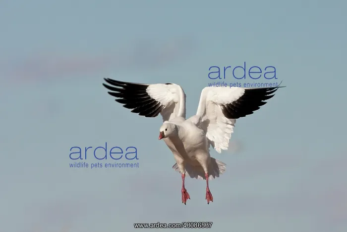 : Ross's Goose : Ross's Goose