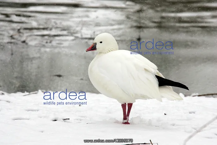: Ross's Goose - captive : Ross's Goose - captive
