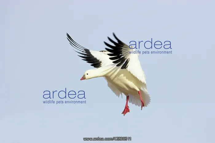 : Ross's Goose - Coming in to land : Ross's Goose - Coming in to land