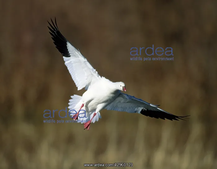 : Ross's Goose - coming in to land : Ross's Goose - coming in to land