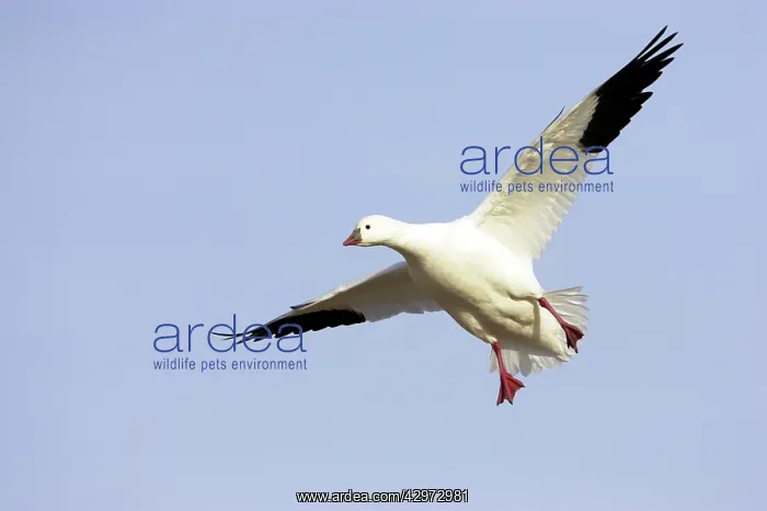 : Ross's Goose - Coming in to land : Ross's Goose - Coming in to land