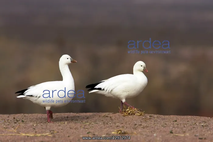 : Ross's Goose - At edge of field : Ross's Goose - At edge of field