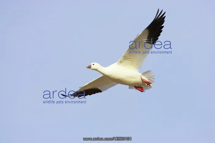 : Ross's Goose - In flight : Ross's Goose - In flight