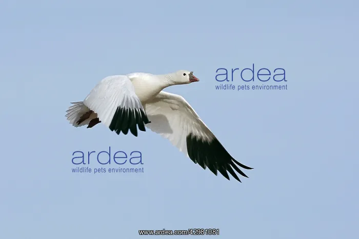 : Ross's Goose - in flight : Ross's Goose - in flight
