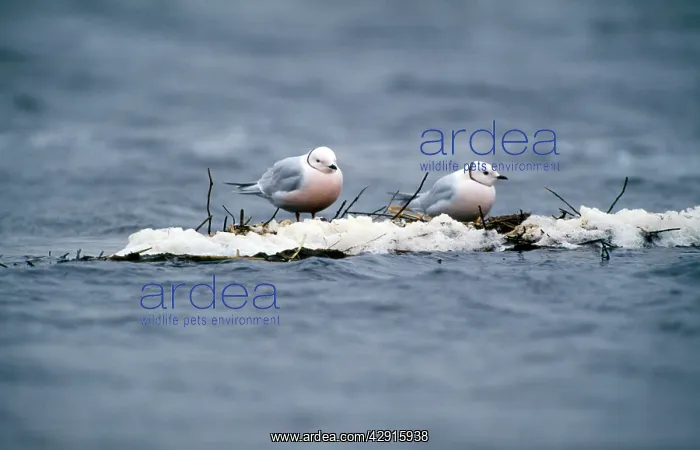  : Ross's Gull