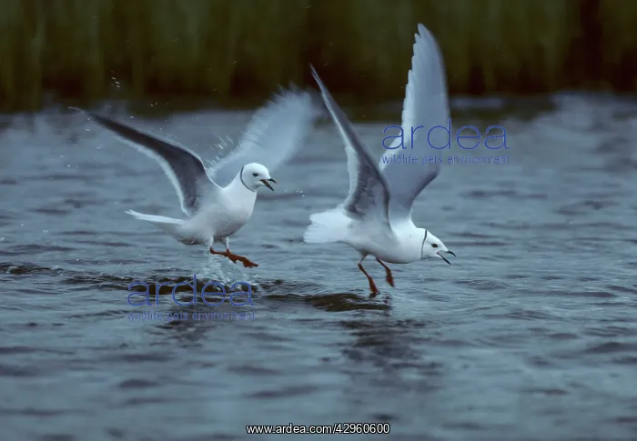 : Ross's Gull : Ross's Gull