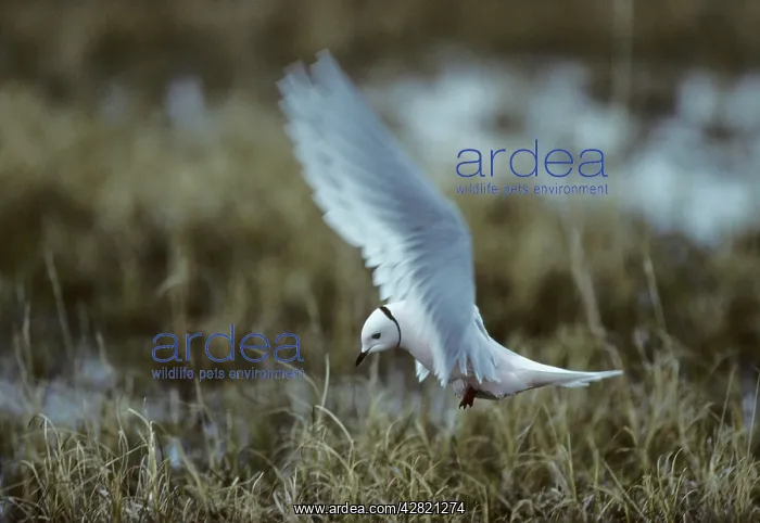 : Ross's Gull - On Breeding Grounds : Ross's Gull - On Breeding Grounds