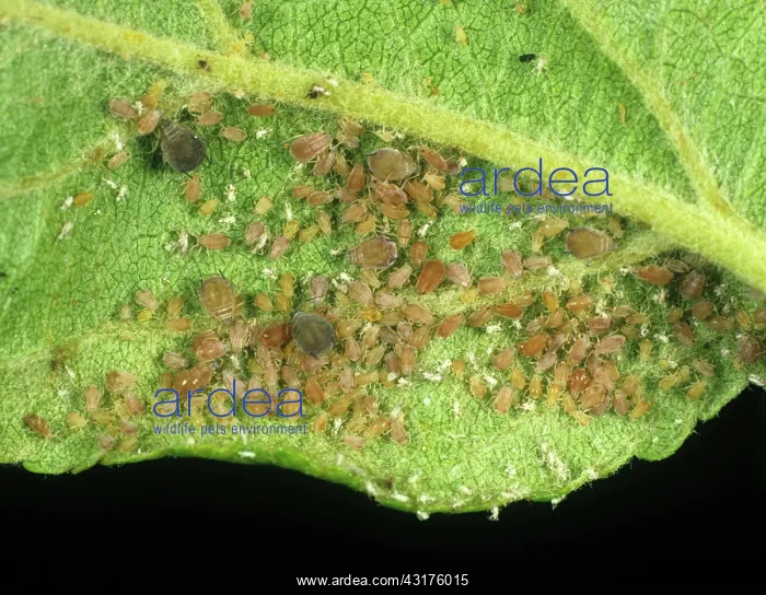 : Rosy apple aphid infestation : Rosy apple aphid infestation