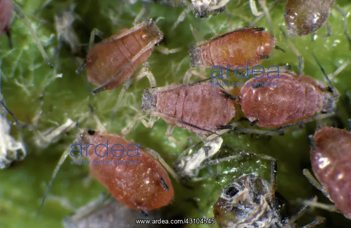 : Rosy apple aphids : Rosy apple aphids