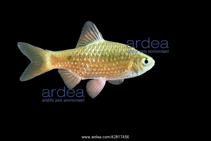 : Rosy Barb Fish : Rosy Barb Fish