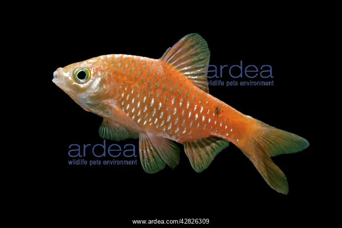 : Rosy barb - side view : Rosy barb - side view