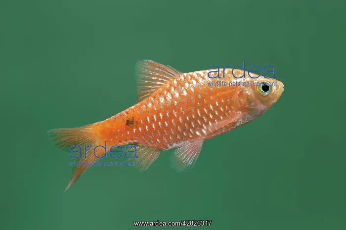 : Rosy barb - side view : Rosy barb - side view