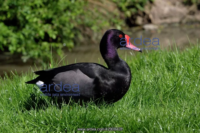 : Rosy-billed Duck - drake : Rosy-billed Duck - drake