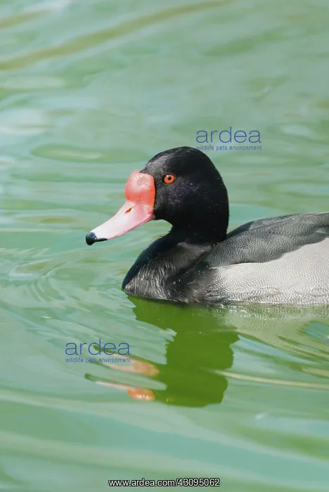  : Rosy-billed Pochard male
